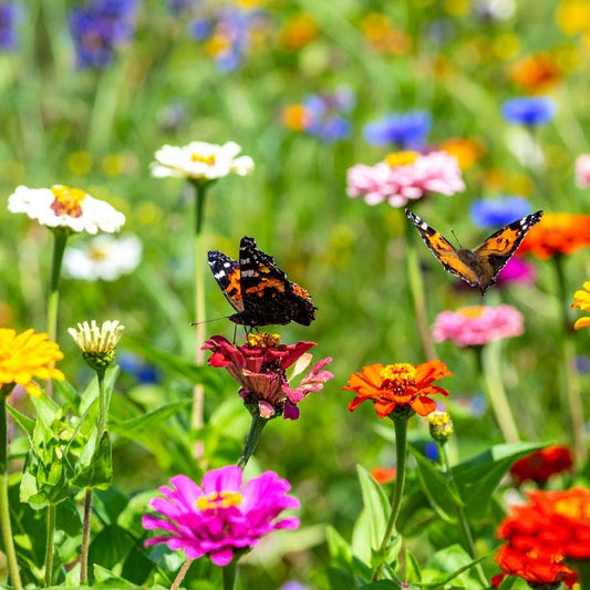 Wiese mit bunten blumen und schmetterlingen. 